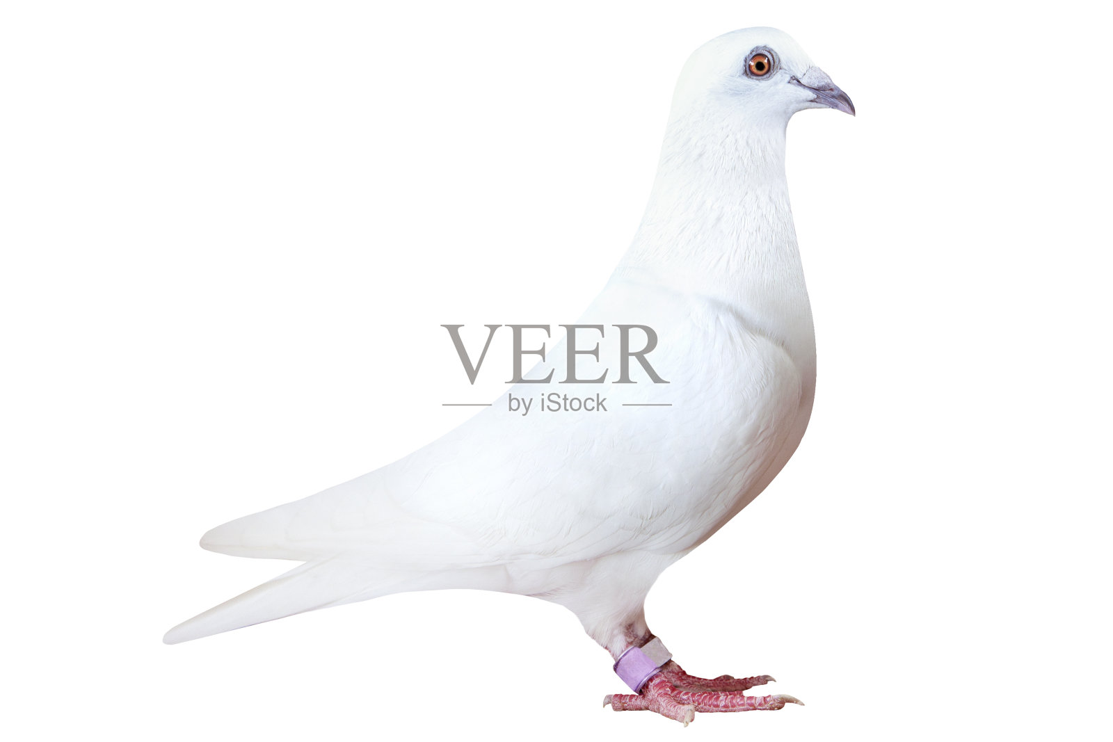 速度赛鸽的白色羽毛，孤立在白色背景上照片摄影图片