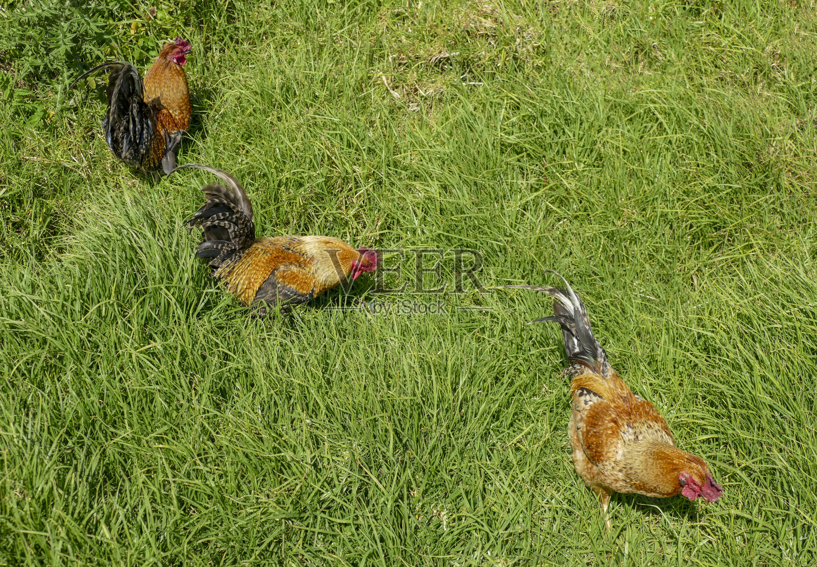 青草地上的鸡照片摄影图片