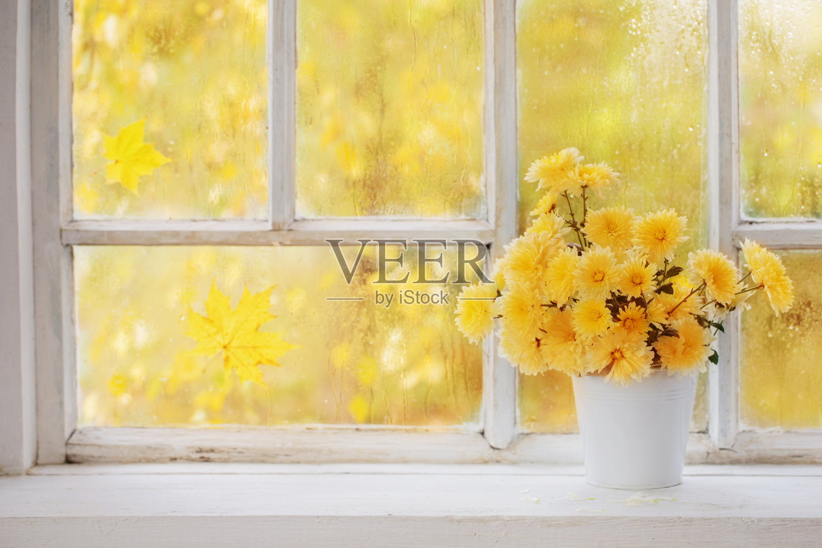 秋日窗台花瓶里的菊花照片摄影图片
