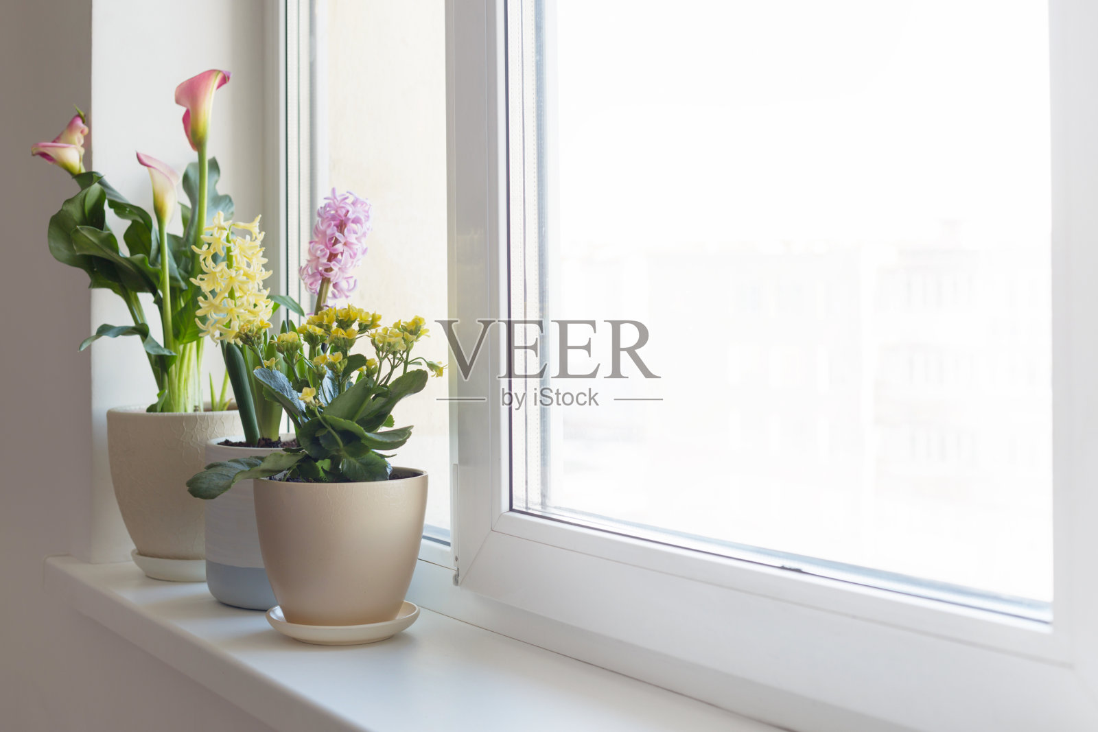 室内白色窗台上的盆栽照片摄影图片