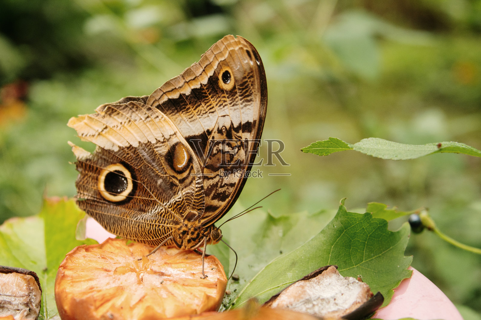 朱诺尼亚科尼亚蝴蝶照片摄影图片