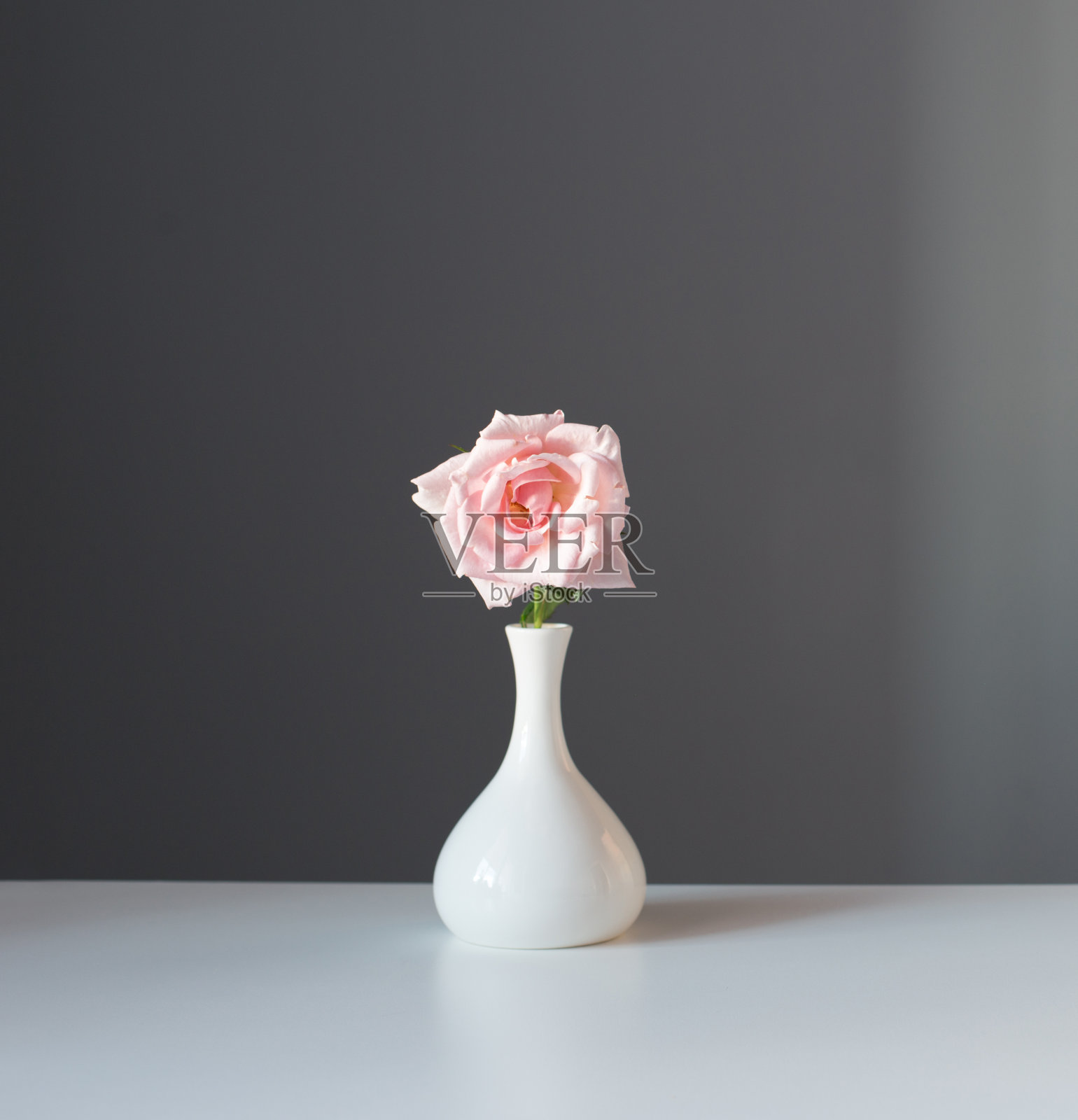 灰色背景下的白色花瓶中粉红色的玫瑰照片摄影图片