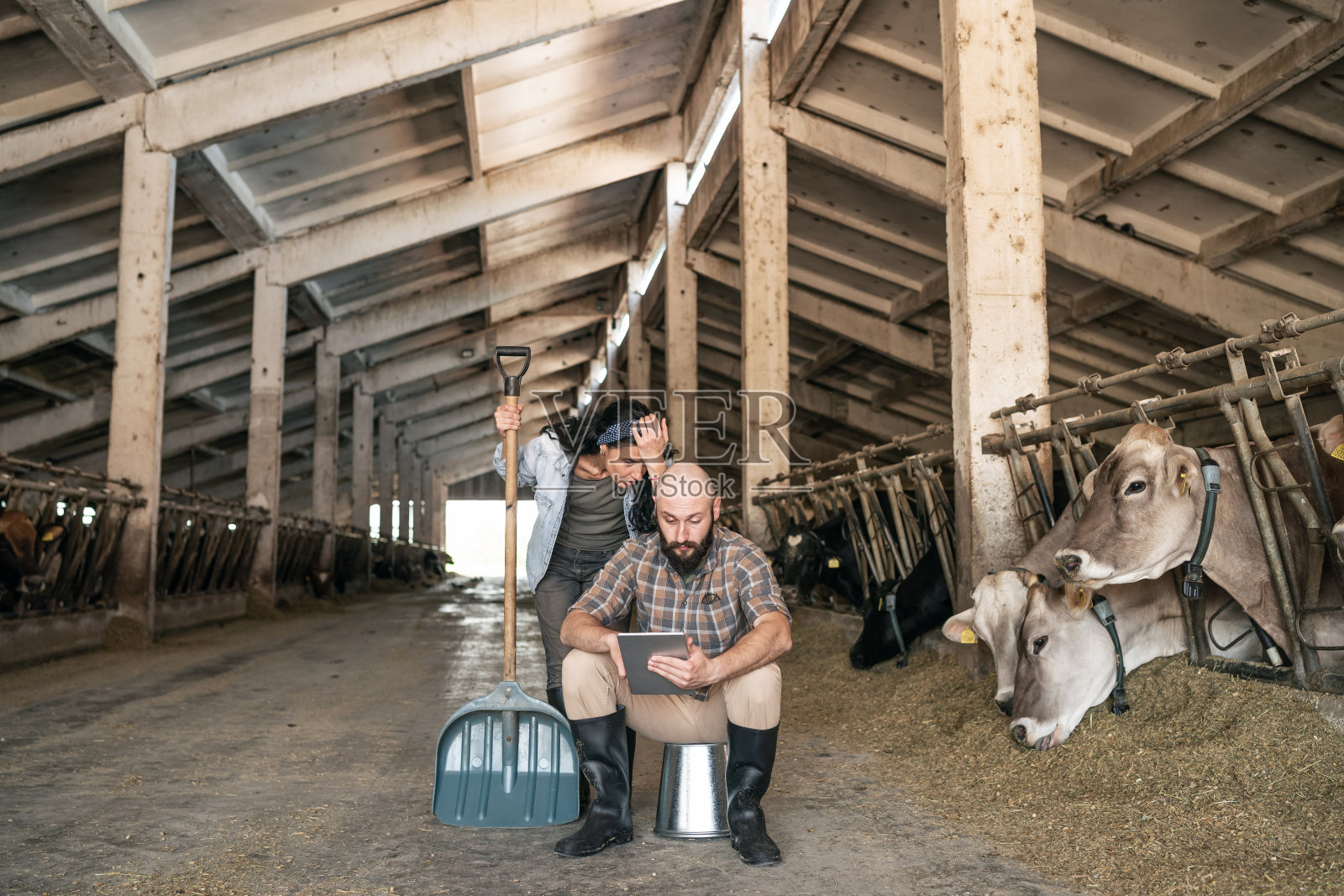 几个农民站在牛棚里，在奶牛旁边用电子平板电脑查看账单、银行对账单和财务困境。照片摄影图片