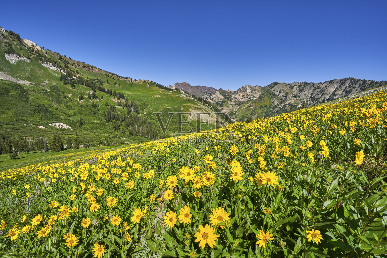 令人惊叹的心叶山金车野花盛开在美丽的瓦萨奇山脉附近的盐湖城，美国犹他州照片摄影图片