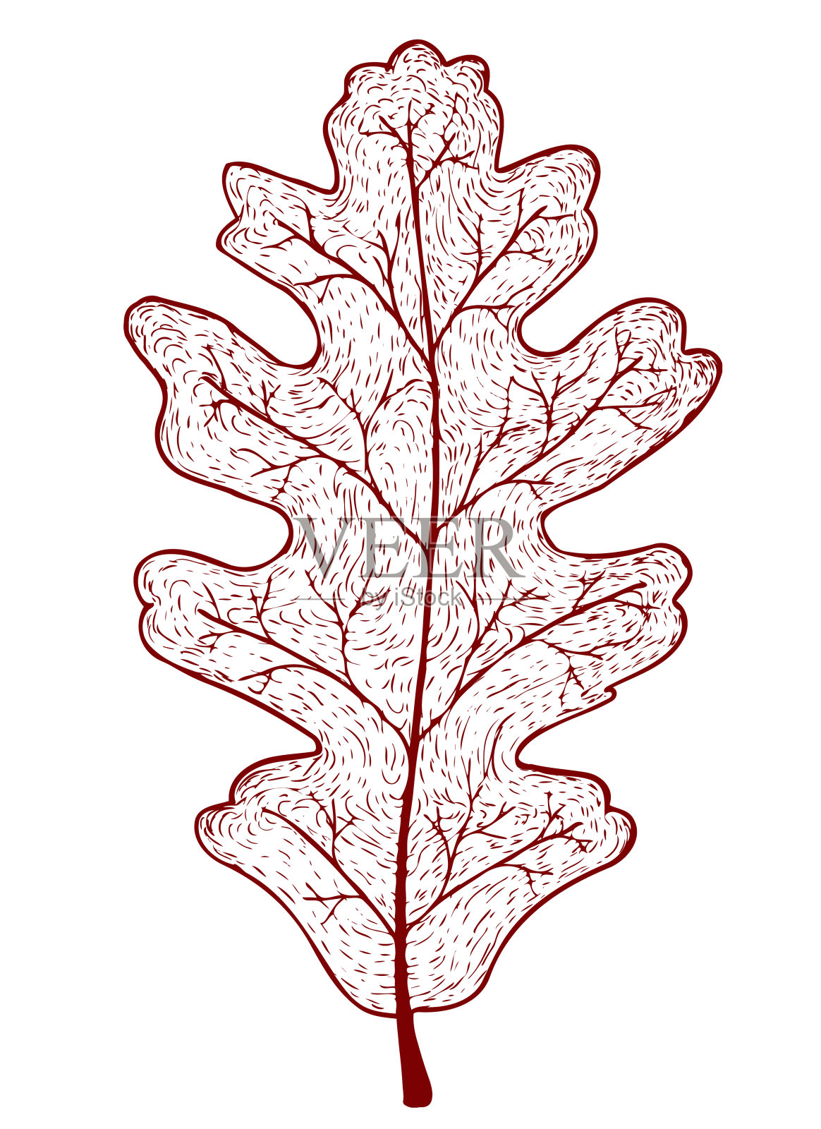 秋天的橡树叶孤立在白色的背景上插画图片素材