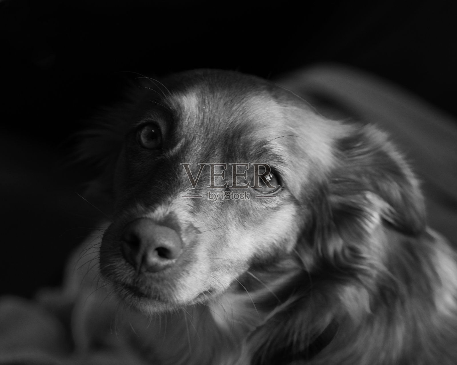 混合品种狗的肖像与深情的眼睛照片摄影图片
