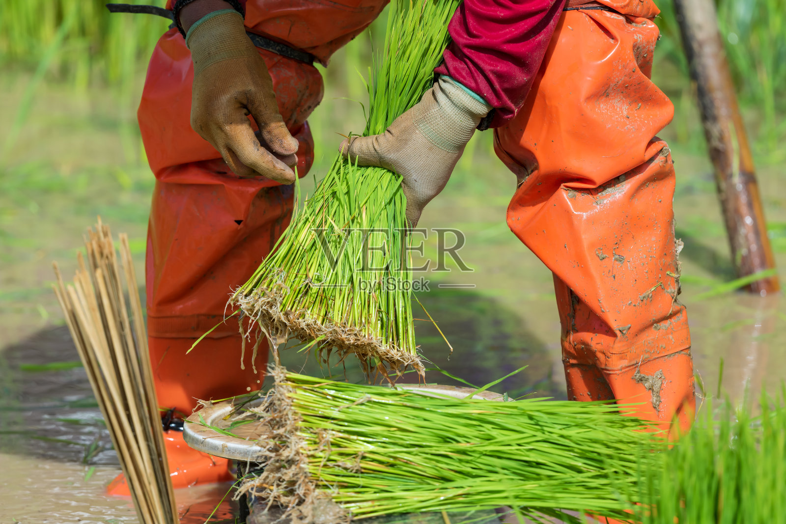 农夫正拿着水稻。准备填充。照片摄影图片