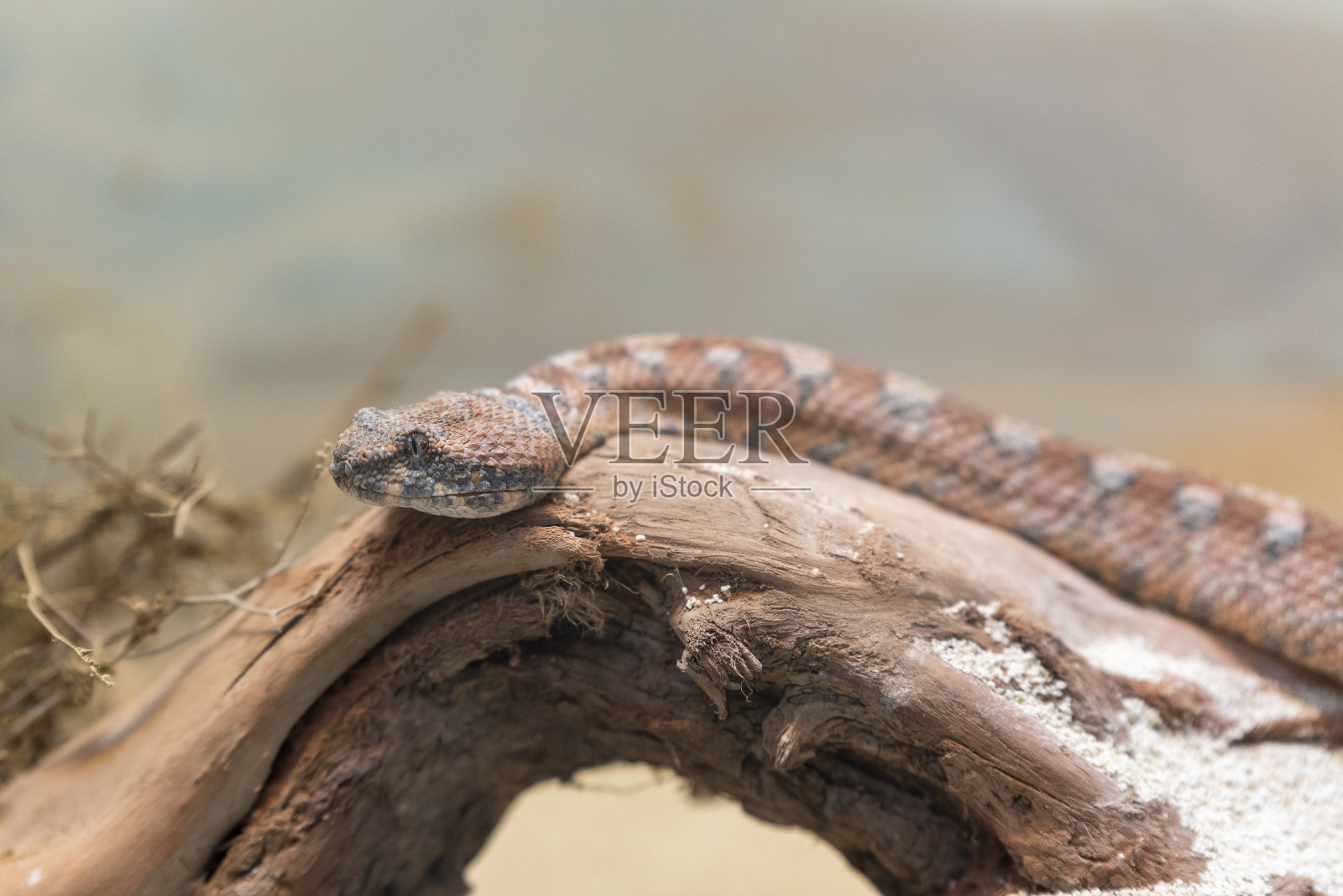 巴利亚蛇也被称为巴勒斯坦毒蛇科学上称为巴利亚蛇在泥土中滑行。照片摄影图片