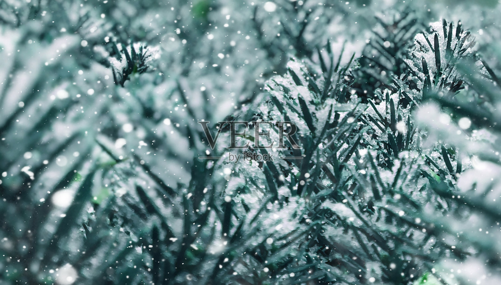冬季假期圣诞节常青树松树树枝关闭覆盖着雪和飘落的雪花背景纹理照片摄影图片