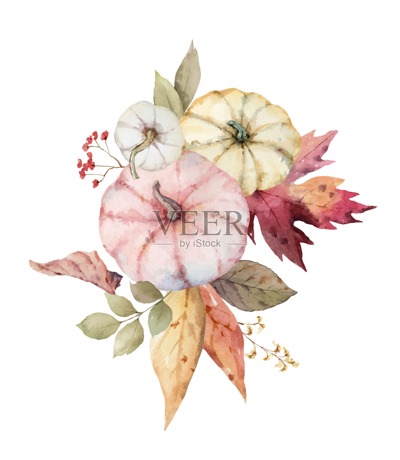 感恩节的水彩向量花束，彩色南瓜的问候安排，秋天的树枝和树叶孤立在白色背景。插画图片素材