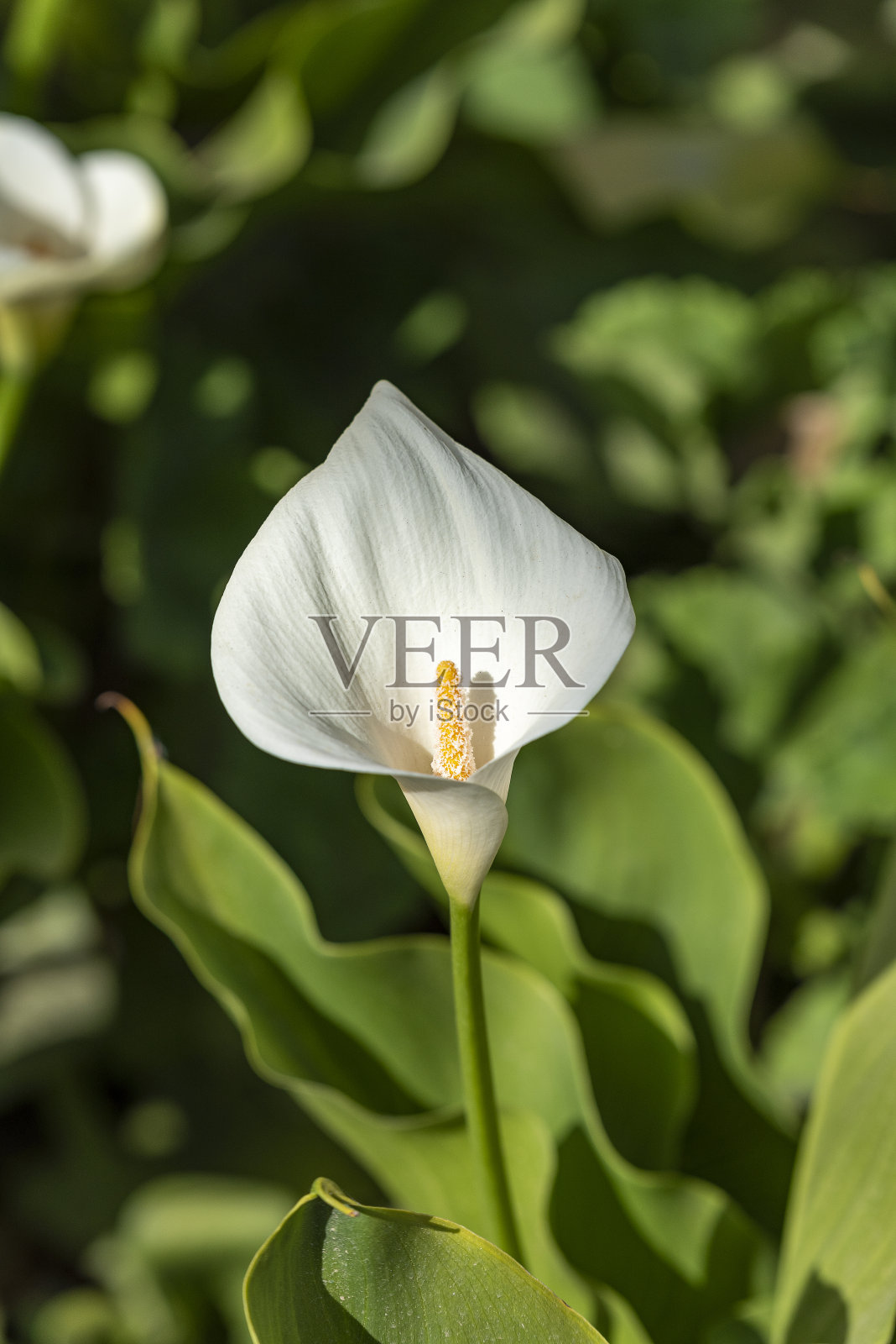 马蹄莲，美丽的白色花朵特写在春天盛开，海芋百合，金马蹄莲照片摄影图片