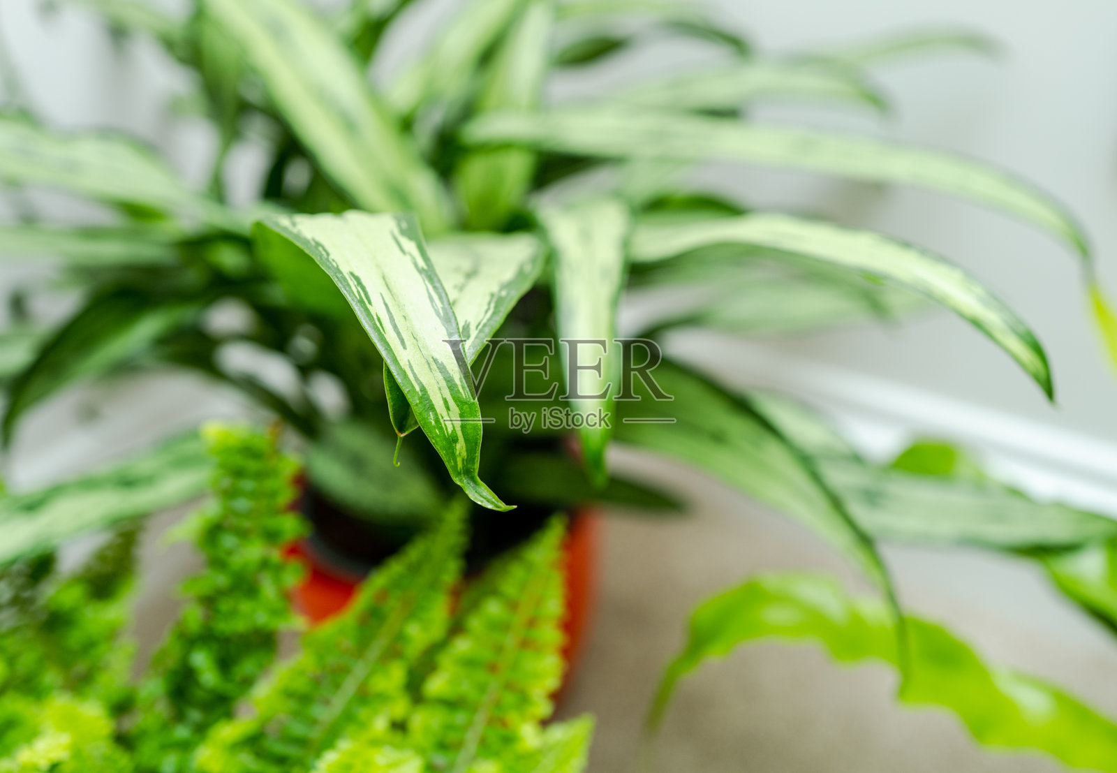 特写，浅焦点郁郁葱葱和健康的室内植物。照片摄影图片