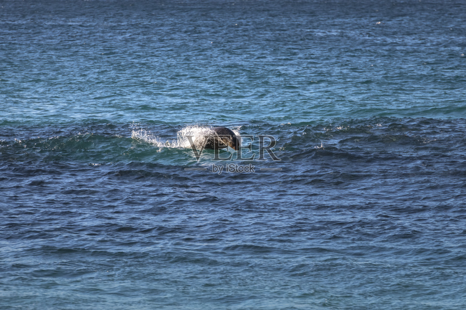 捕猎海豹照片摄影图片