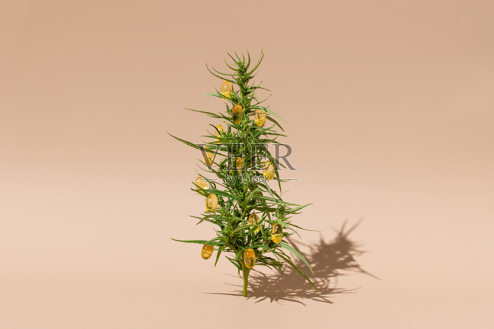 米色背景上有大麻枝和大麻油胶囊的静物照片摄影图片