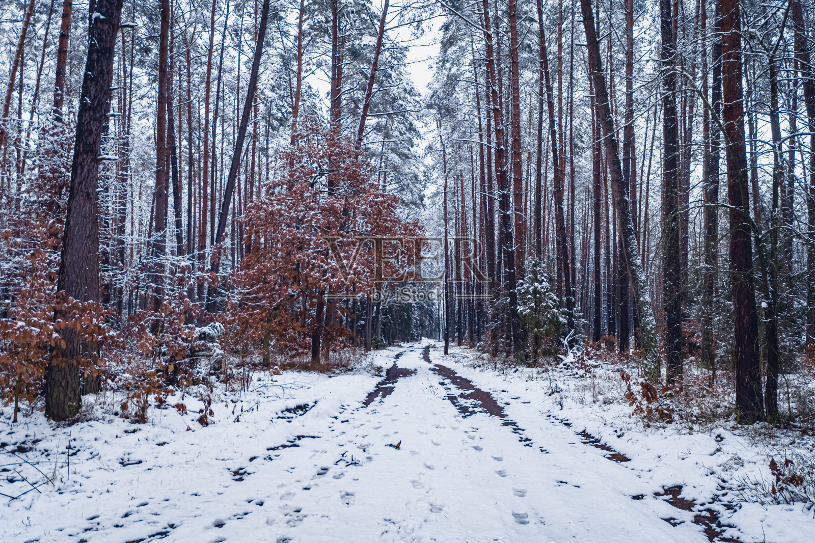 冬天的小径和白雪皑皑的森林。波兰鸟瞰图照片摄影图片