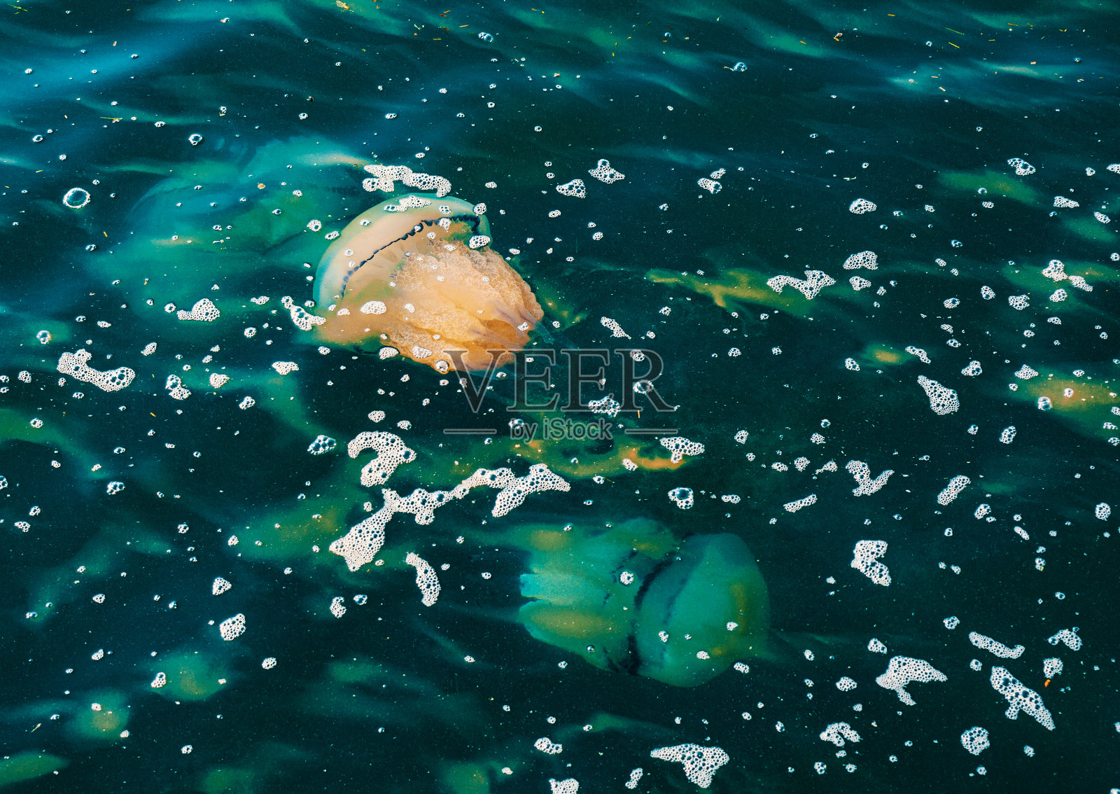 一种桶形水母，根口水母，在地中海水下照片摄影图片