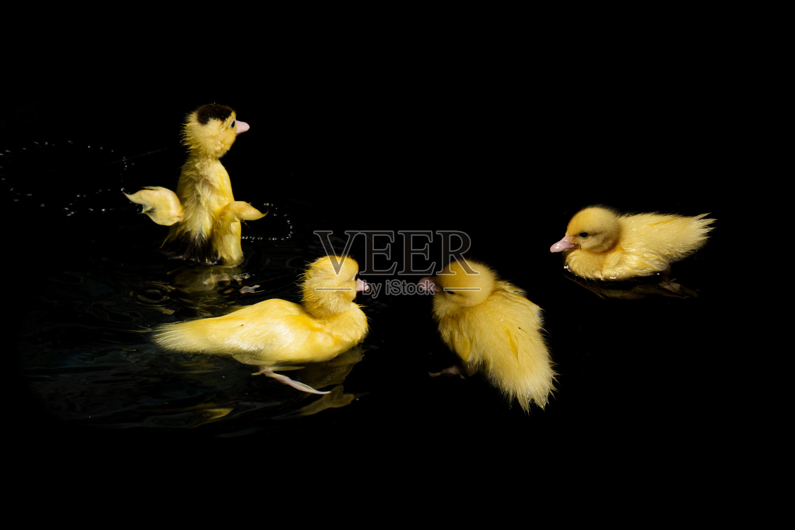 可爱的小黄鸭在游泳照片摄影图片