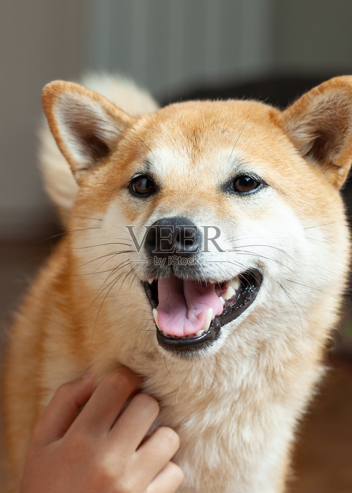 微笑的柴犬照片摄影图片