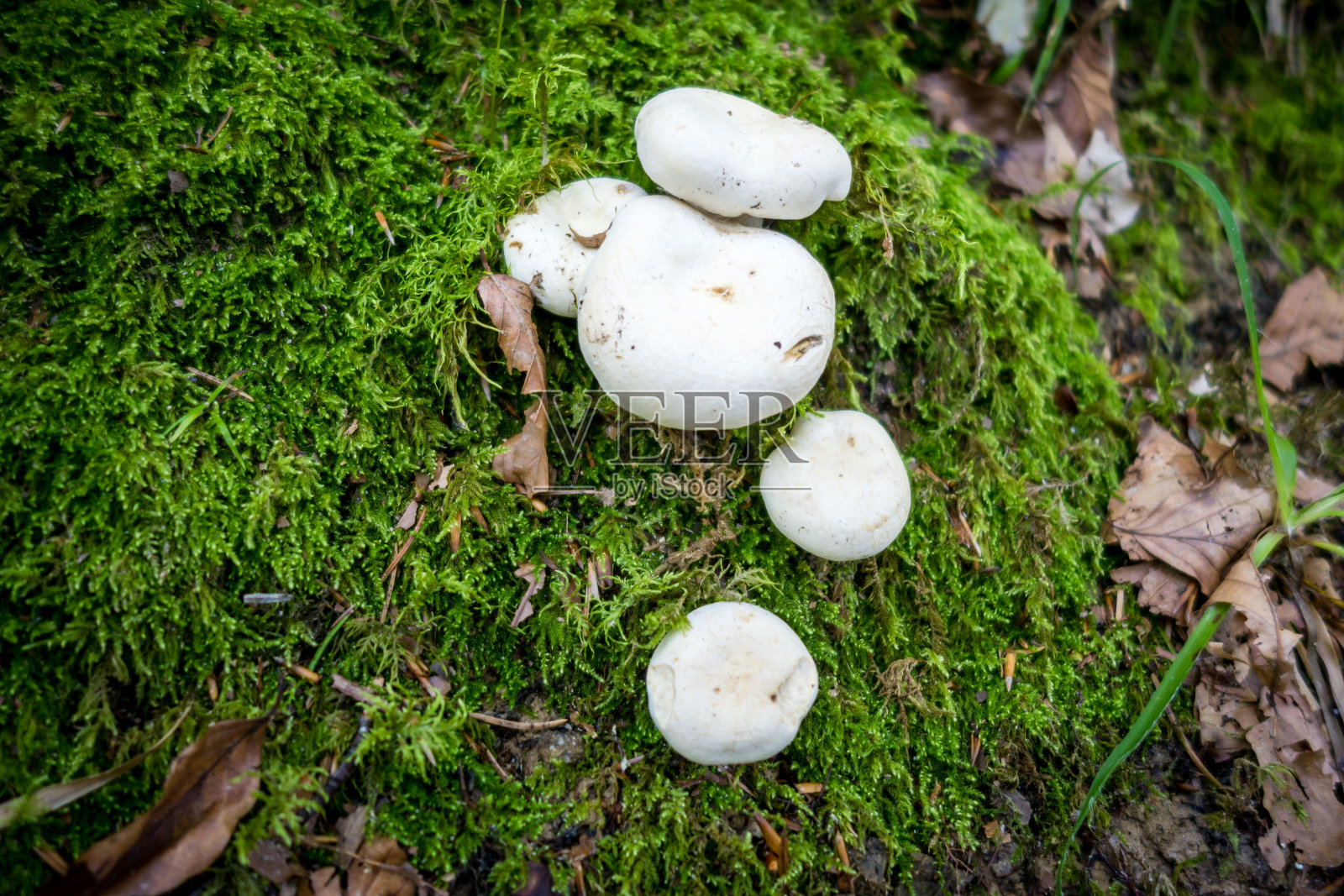 森林中的蘑菇特写照片摄影图片