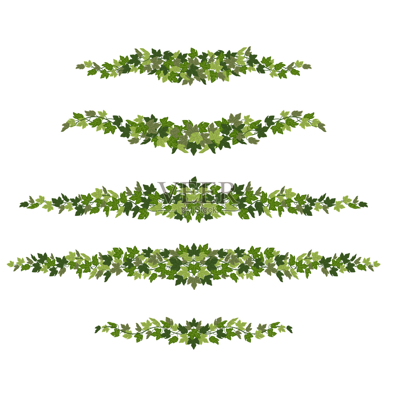 常青藤边界，绿色爬行植物装饰分隔物孤立在白色背景上。矢量插图在平面卡通风格设计元素图片