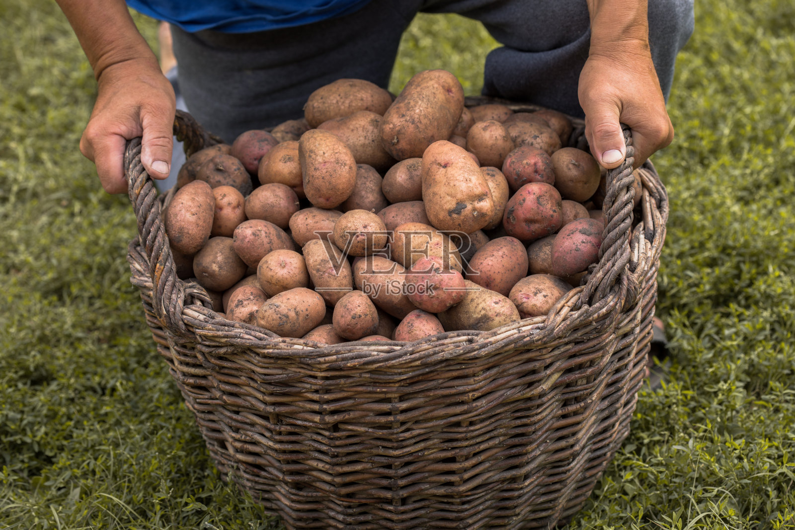 地上的木制柳条篮子里的新鲜土豆。季节性收获土豆照片摄影图片