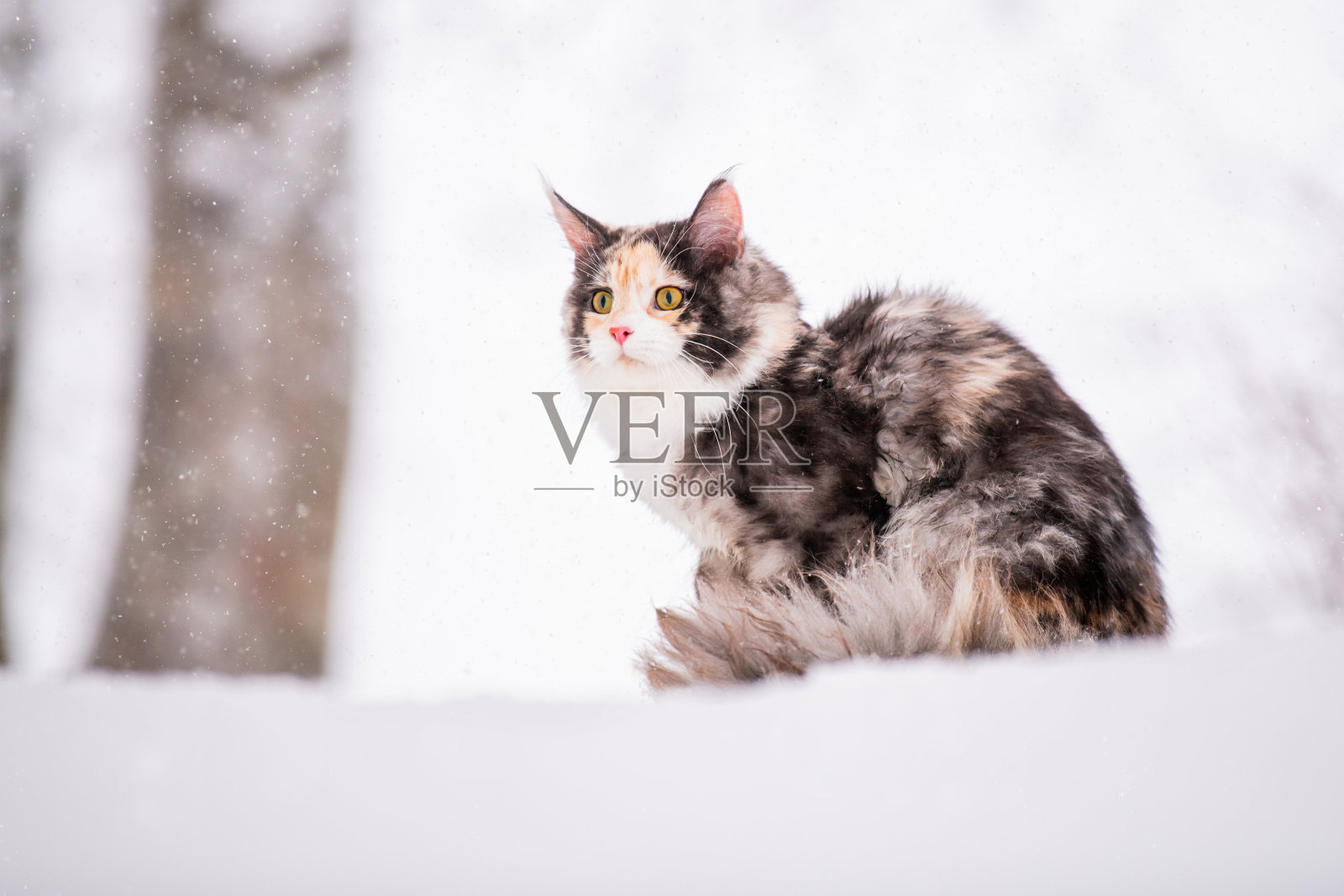 缅因州的彩色猫在冬天爬树在白雪皑皑的森林照片摄影图片