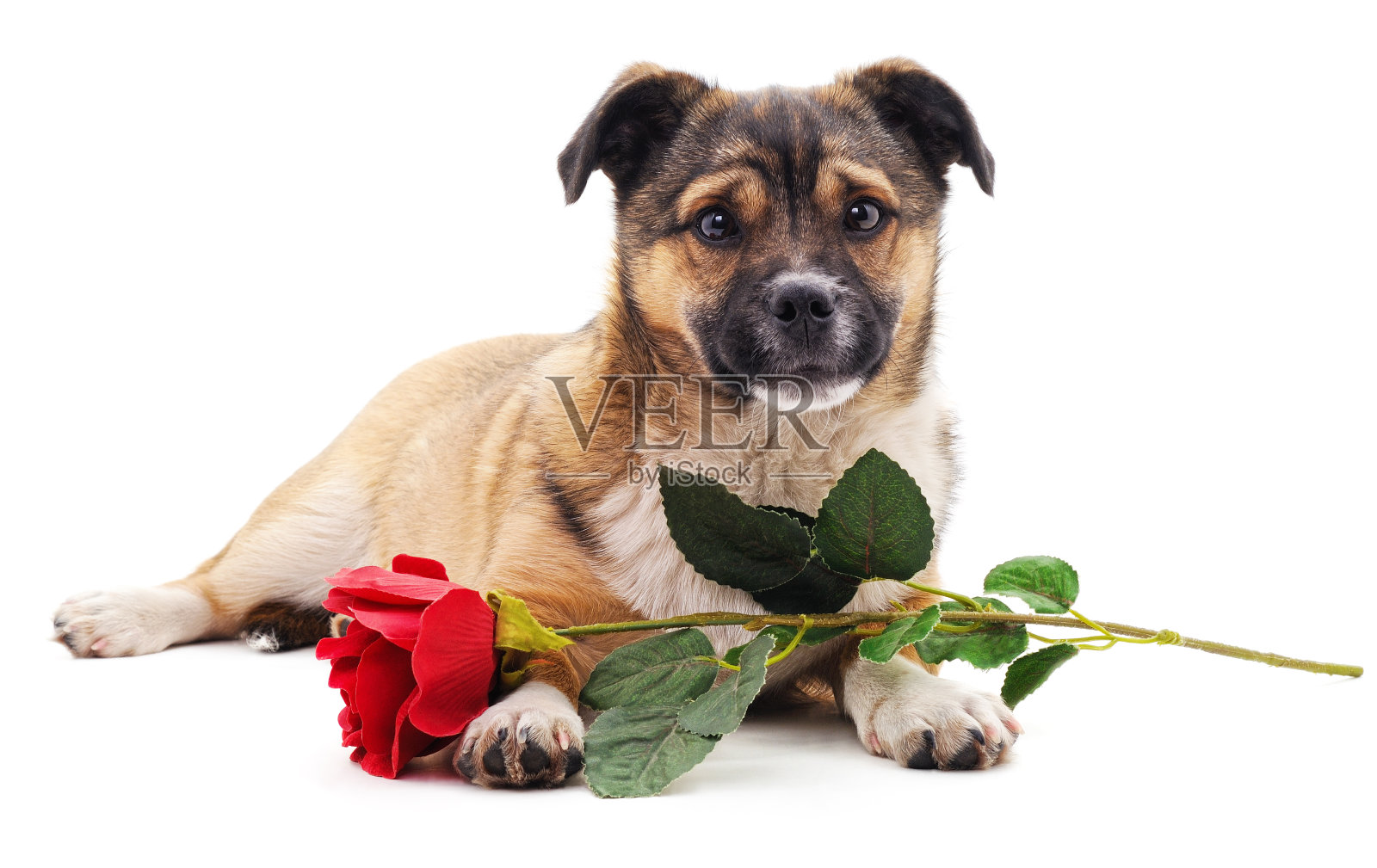 带着玫瑰的小狗。照片摄影图片