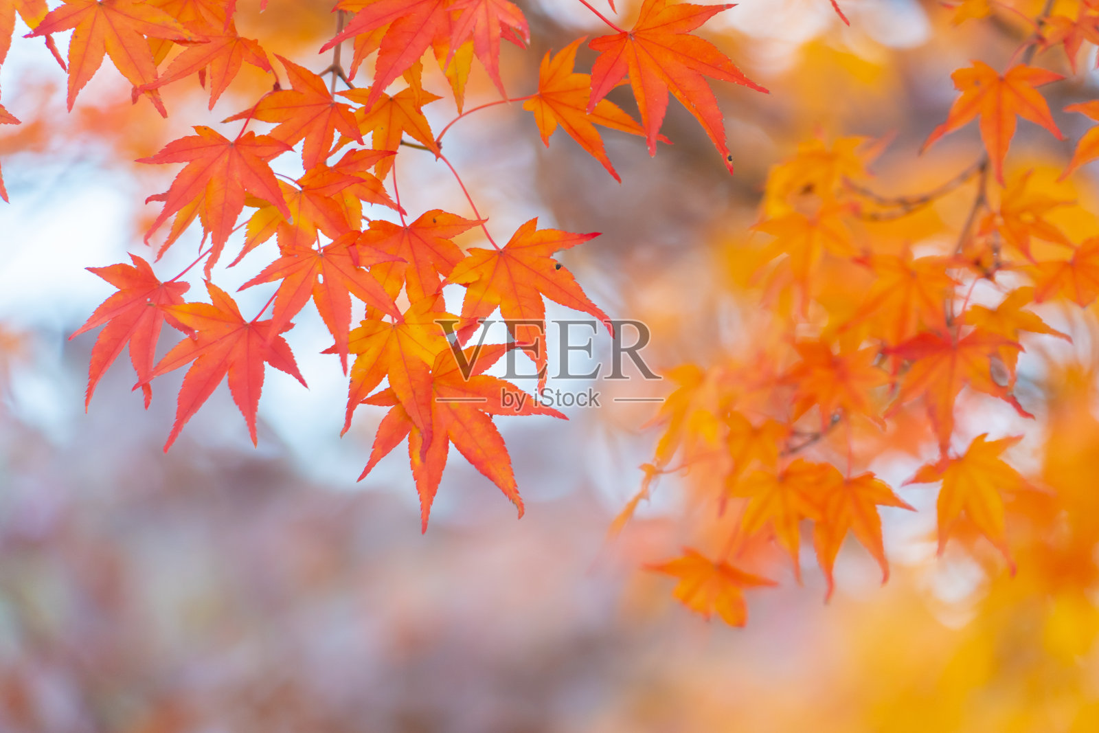 秋天红红的枫叶与枫树在阳光下的景观。枫叶在秋天变成黄色、橙色、红色。照片摄影图片