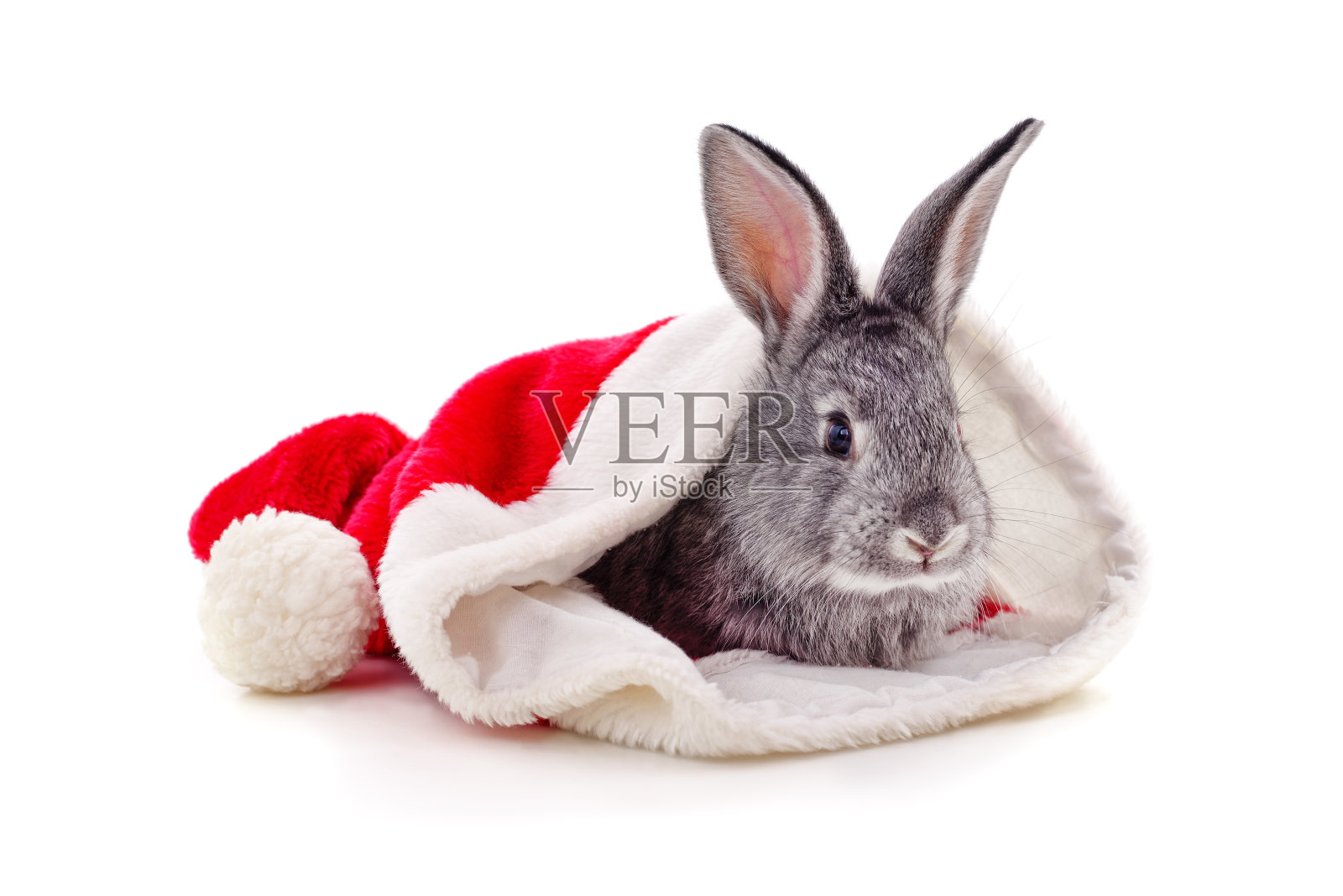 戴着圣诞帽的兔子。照片摄影图片