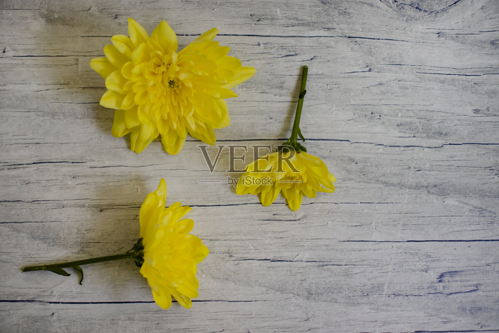 黄色的菊花在木制背景上照片摄影图片