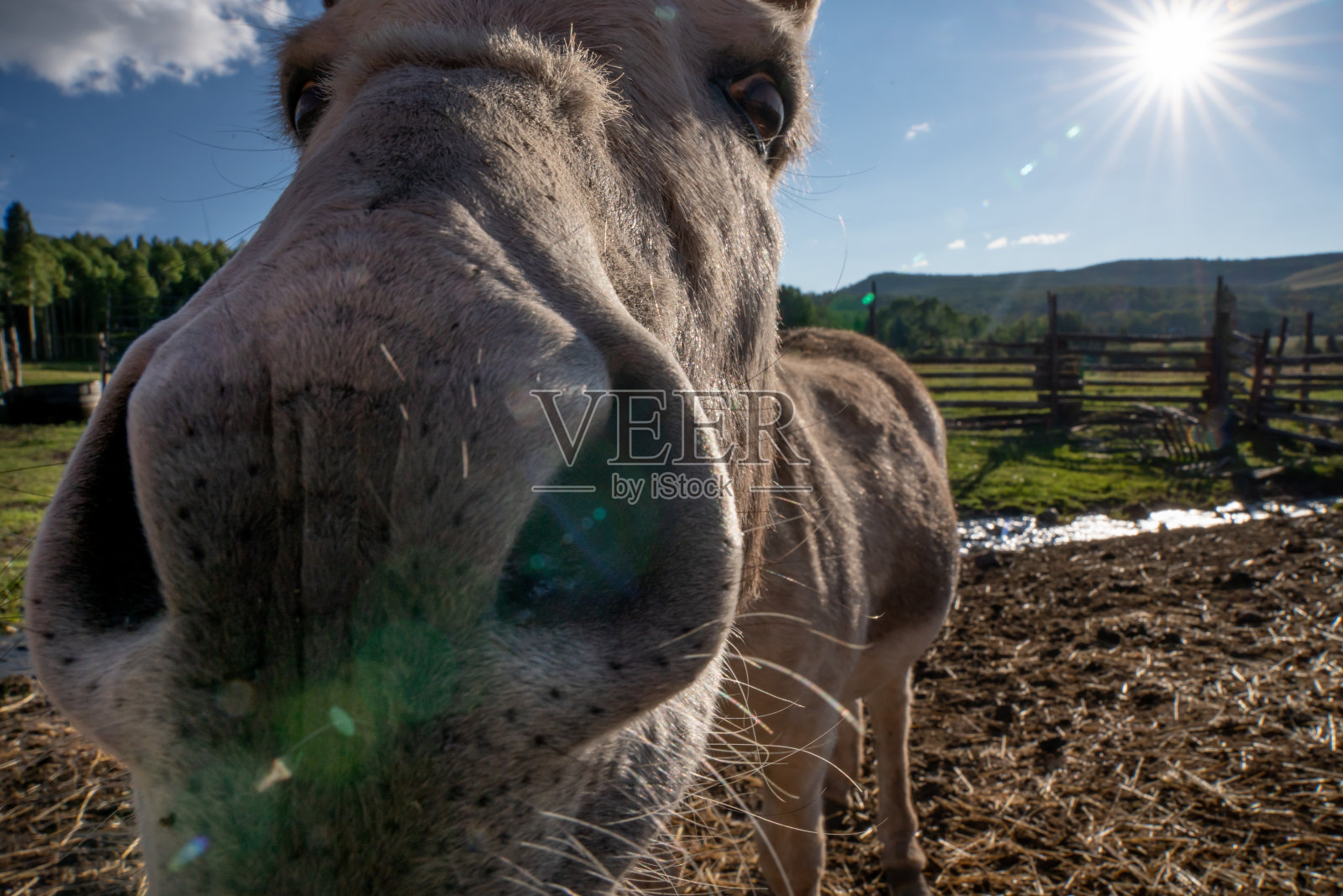黄昏牧场上驴的近景照片摄影图片