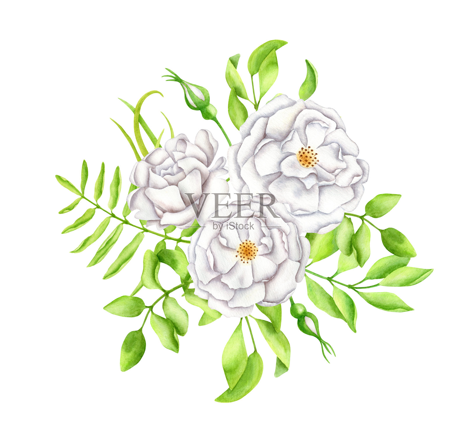 水彩白色花束。手绘一束优雅的花园玫瑰和树叶插画图片素材