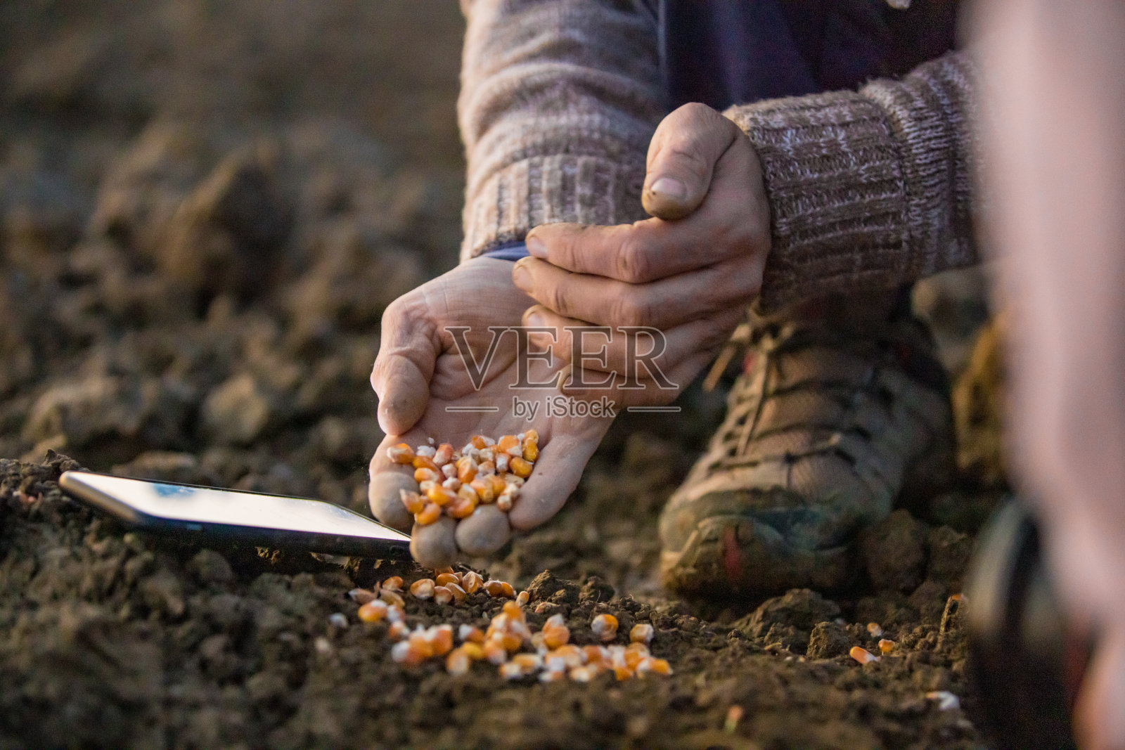 男性农民手种植甜玉米粒到土壤旁边的智能手机在农村的土地照片摄影图片