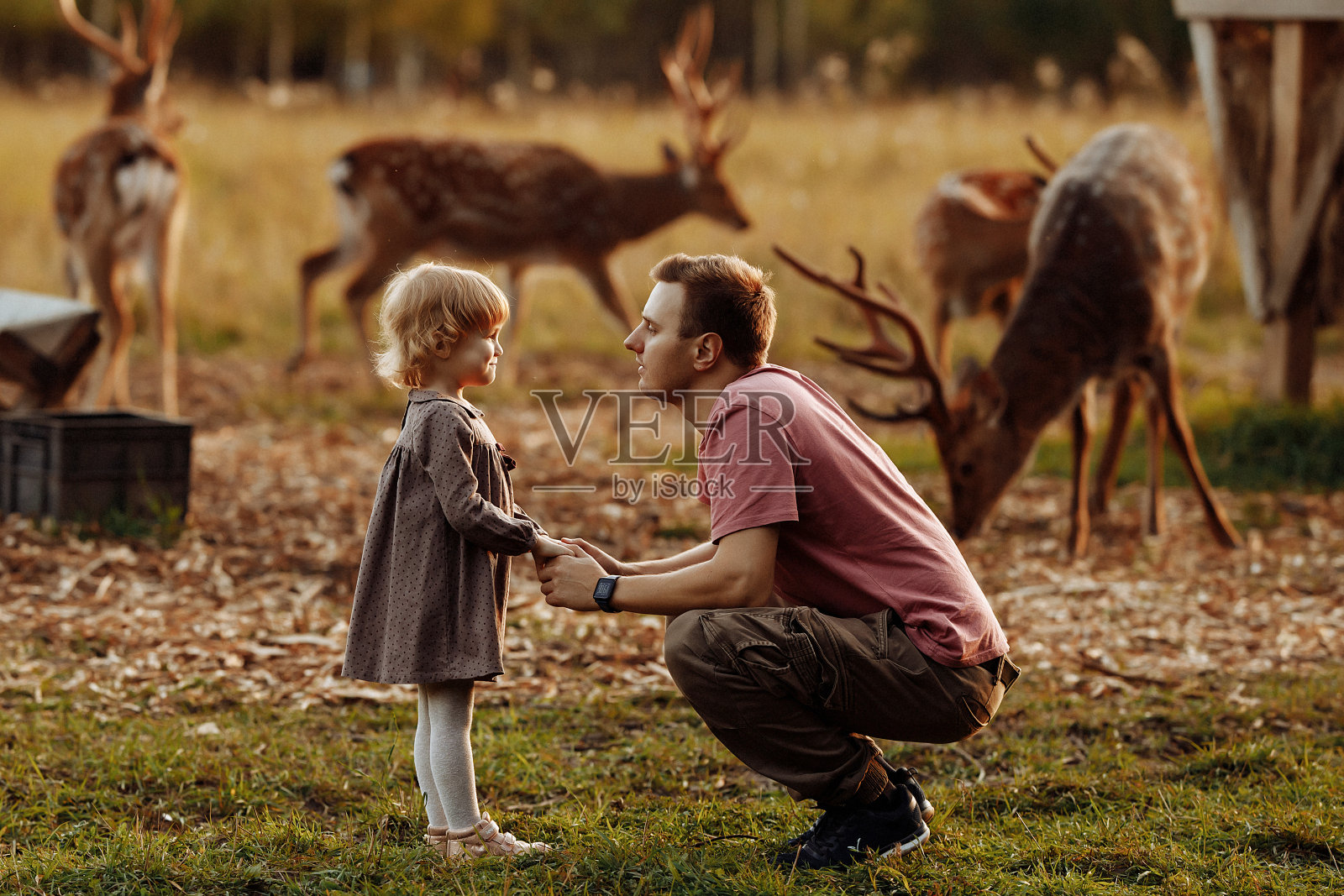 爸爸和女儿在动物园的鹿群里照片摄影图片