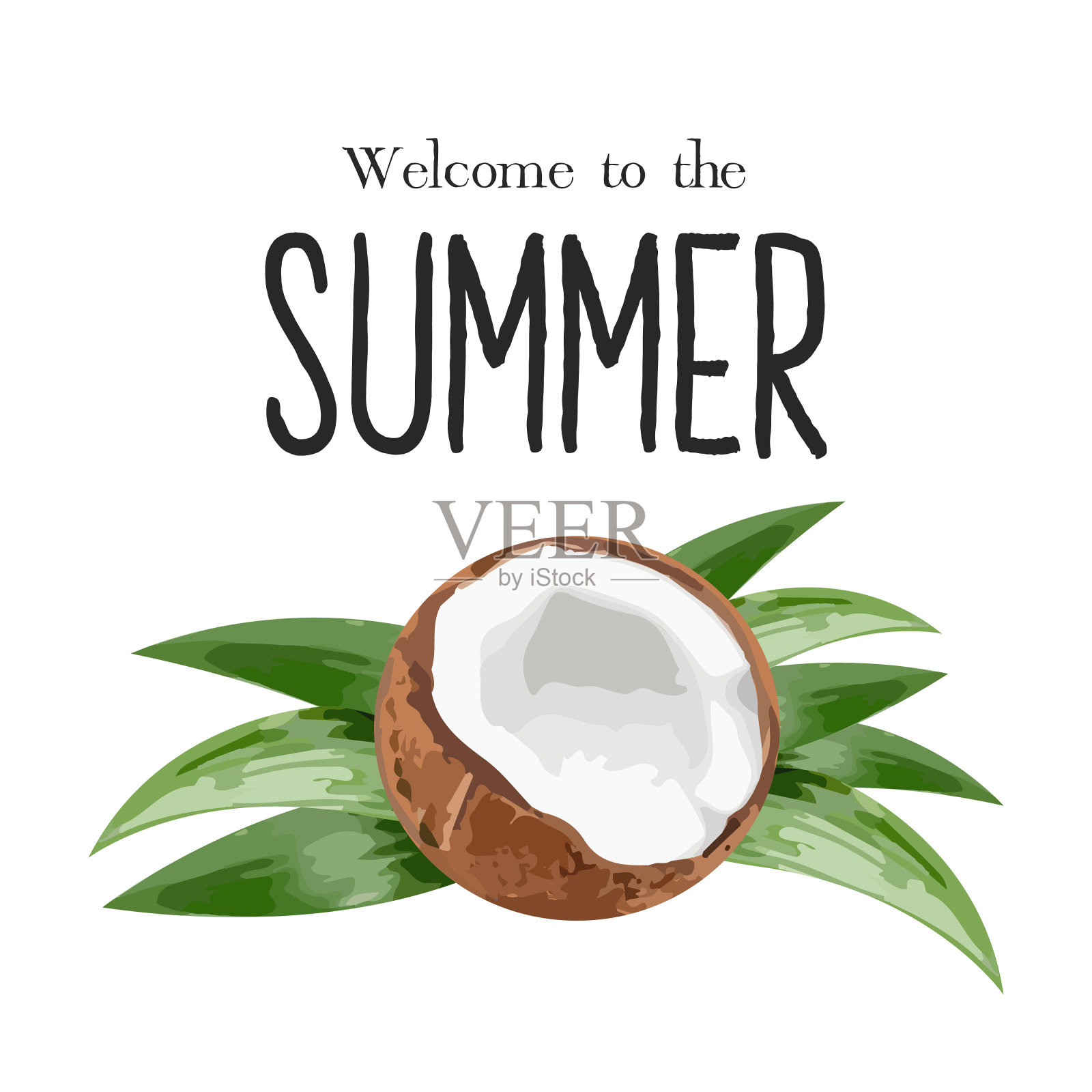 白色背景上的椰子。热带棕榈叶与椰子分离。自然水果插图。生态有机素食产品插画图片素材