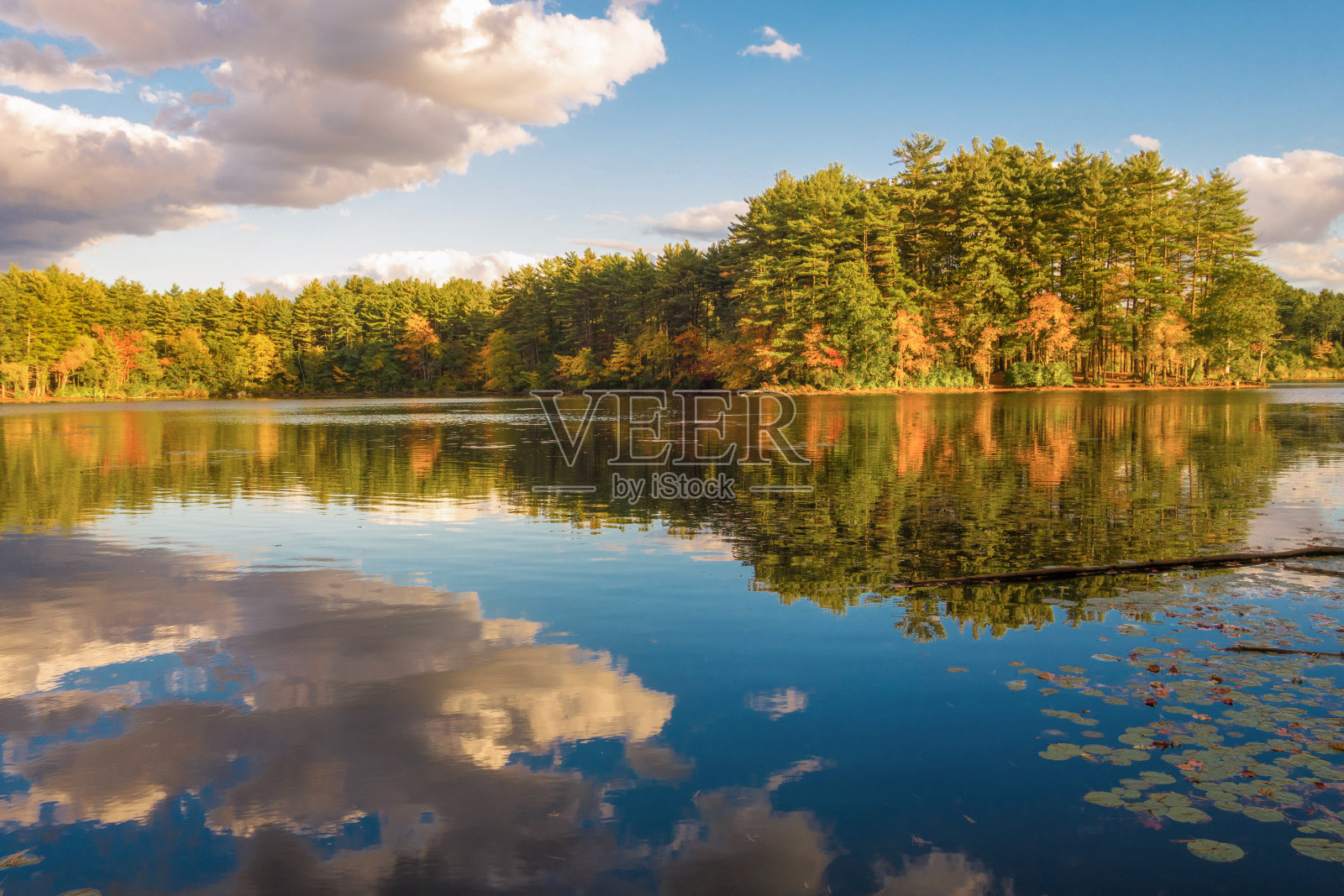 秋天湖上的树叶照片摄影图片