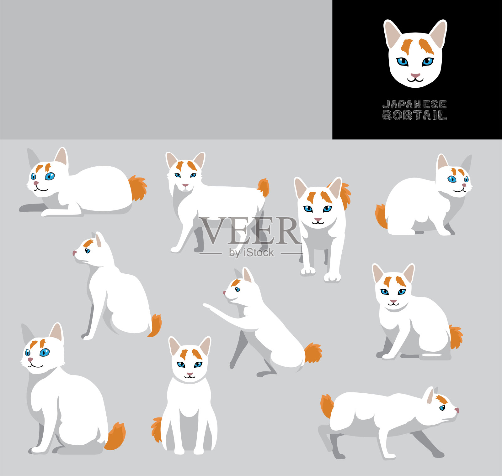 Feline 411: All About The Japanese Bobtail Cat – Universty of Cats