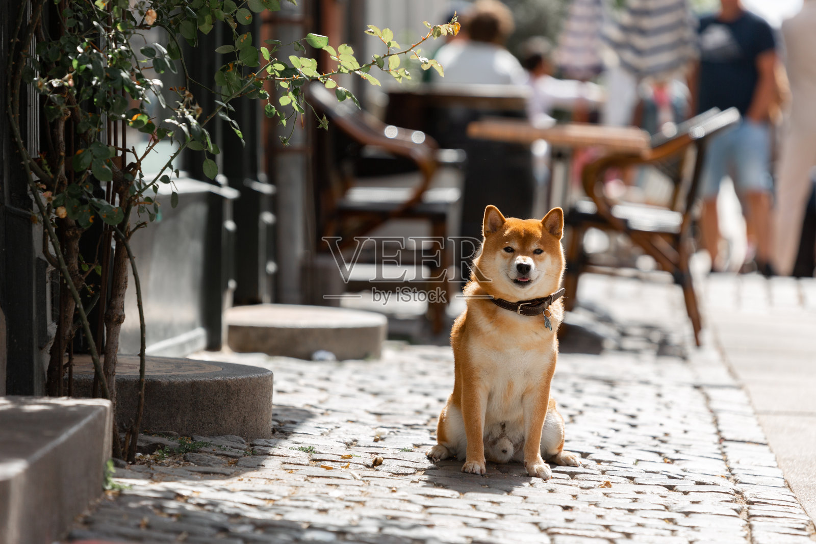 日本柴犬微笑。阿红坐在街上。城市里快乐的宠物。照片摄影图片_ID:425598060-Veer图库