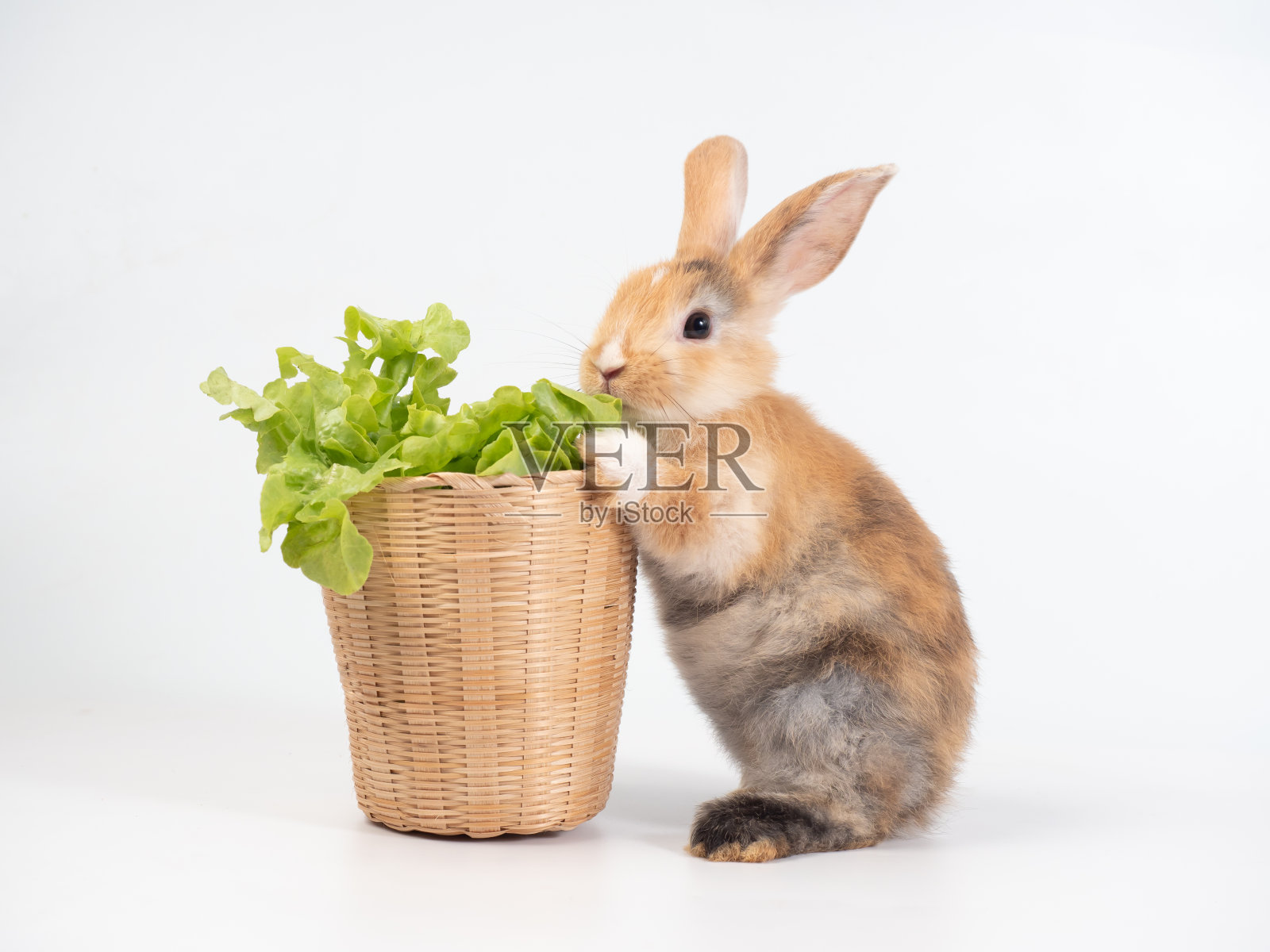 棕色可爱的兔子站着，在白色背景的绿色蔬菜篮子里钻洞。照片摄影图片