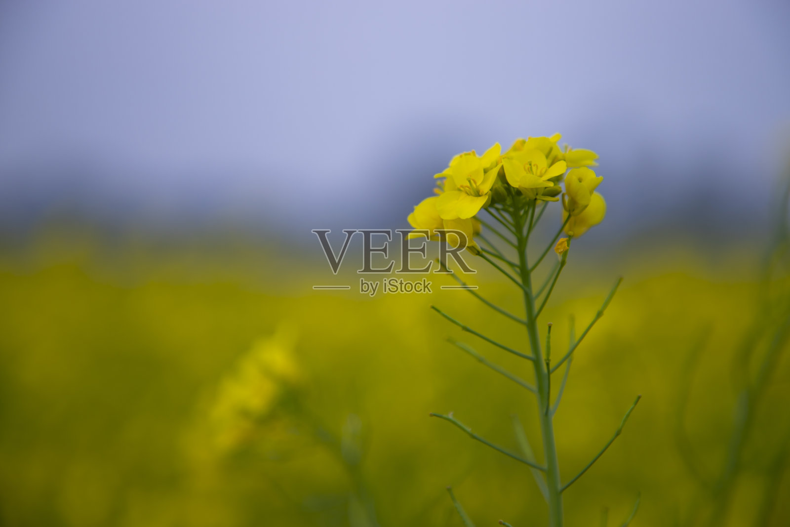 一个美丽的盛开的黄色油菜花与模糊的背景照片摄影图片