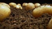 从地里挖出来的有机土豆。摄影图片