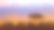 黎明时分的角马，安博塞利国家公园素材图片