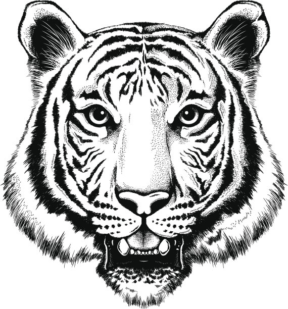 老虎插画图片