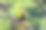 龙嘴巨嘴鸟坐在丛林的树枝上素材图片