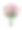 白色背景上的一束粉红玫瑰素材图片