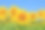 在蓝天的映衬下，年轻的向日葵在田野里绽放素材图片