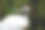 日本丹顶鹤素材图片