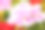 美丽的天竺葵花素材图片
