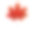 枫叶，加拿大的象征，在白色的背景上素材图片