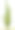 墨西哥卡登仙人掌(Pachycereus pringlei)，孤立于白色。素材图片